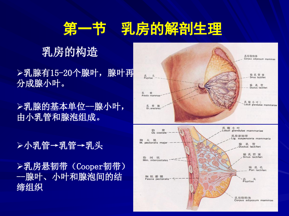 乳房疾病(本科)幻灯片.ppt_第1页