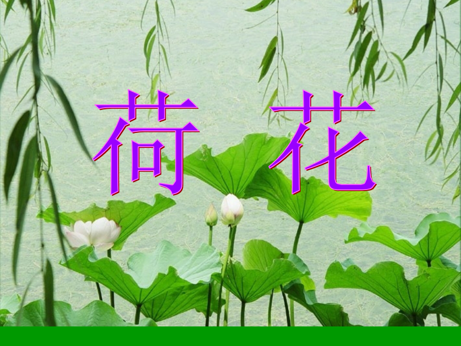 《荷花》之一(人教版三年级语文下册).ppt_第1页