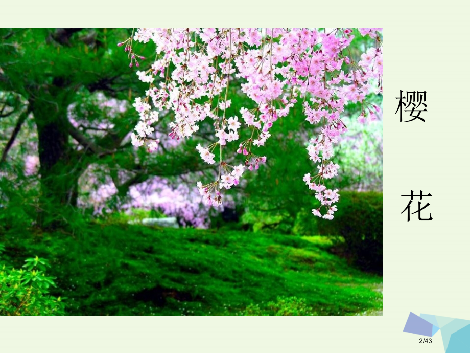 六年级科学上册4.3多种多样的植物省公开课一等奖新名师优质课获奖PPT课件.pptx_第2页