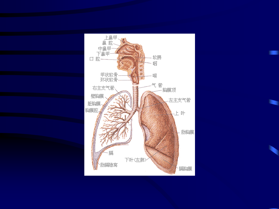 呼吸系统(研究生).ppt_第2页