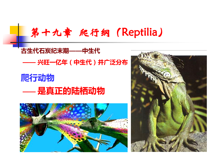 普通动物学第19章爬行纲.ppt_第1页