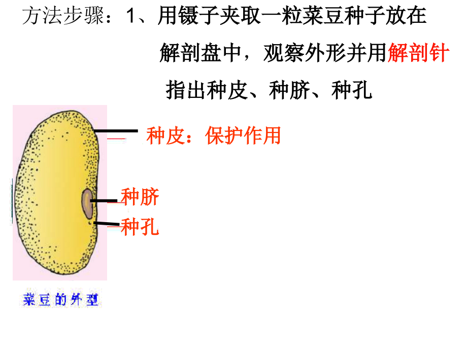 探究唾液的作用、牙齿咀嚼的作用实验.ppt_第2页