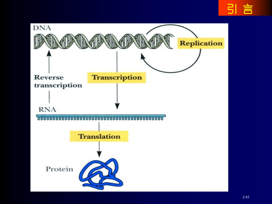 蛋白质的生物合成与降解1省公开课金奖全国赛课一等奖微课获奖PPT课件.pptx_第2页