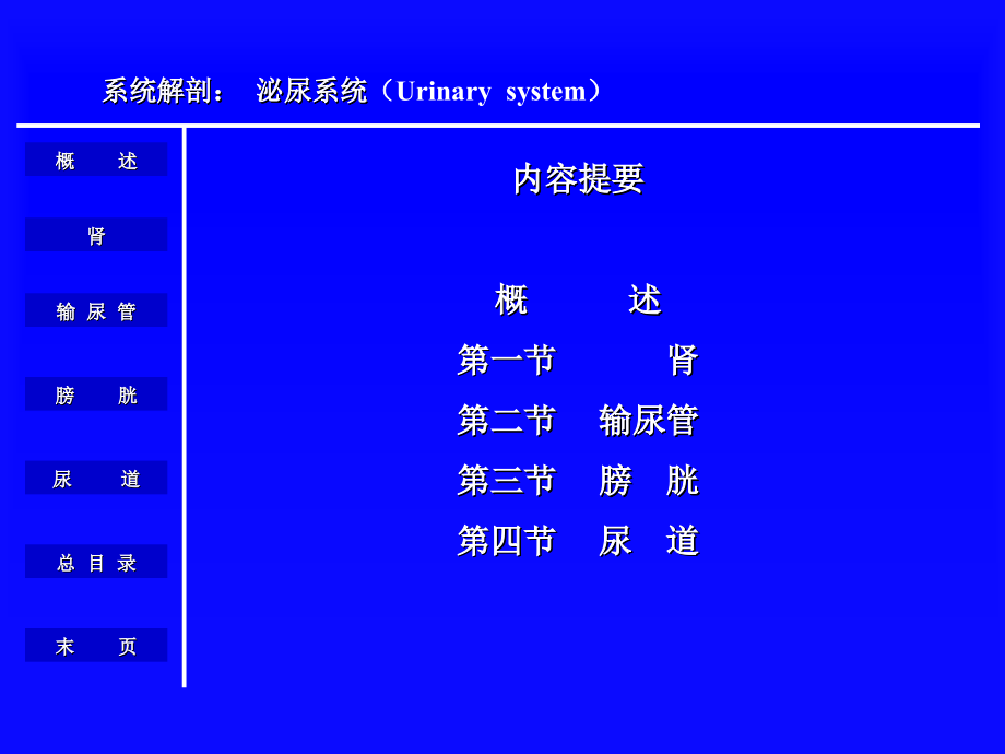 泌尿系统解剖学08.ppt_第2页