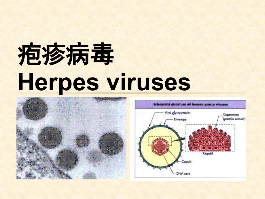 疱疹病毒完整-2.ppt_第1页