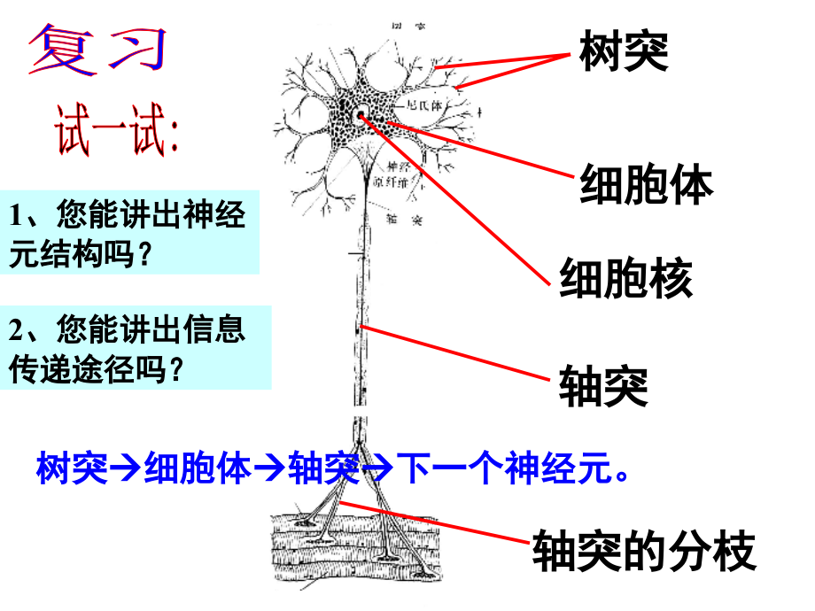 神经调节ye(第2课时).ppt_第2页
