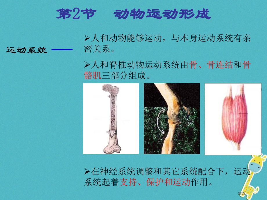 八年级生物上册15.2动物运动的形成省公开课一等奖新名师优质课获奖PPT课件.pptx_第2页