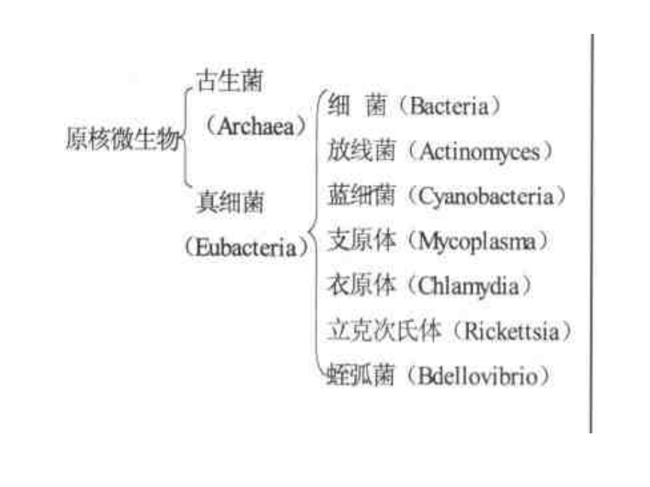原核微生物的形态结构.ppt_第1页
