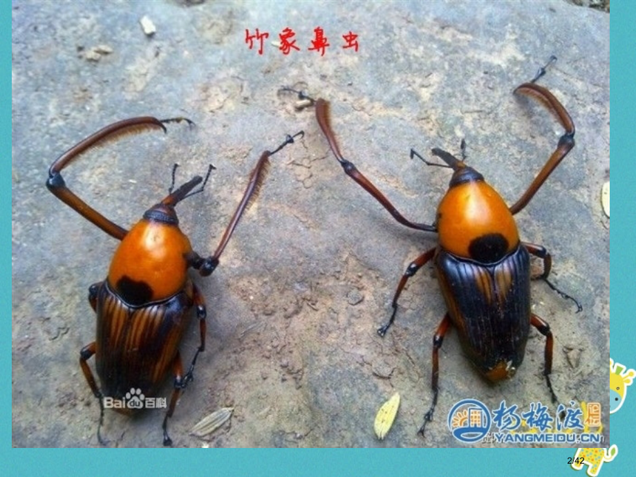 八年级语文上册名著导读昆虫记省公开课一等奖新名师优质课获奖PPT课件.pptx_第2页