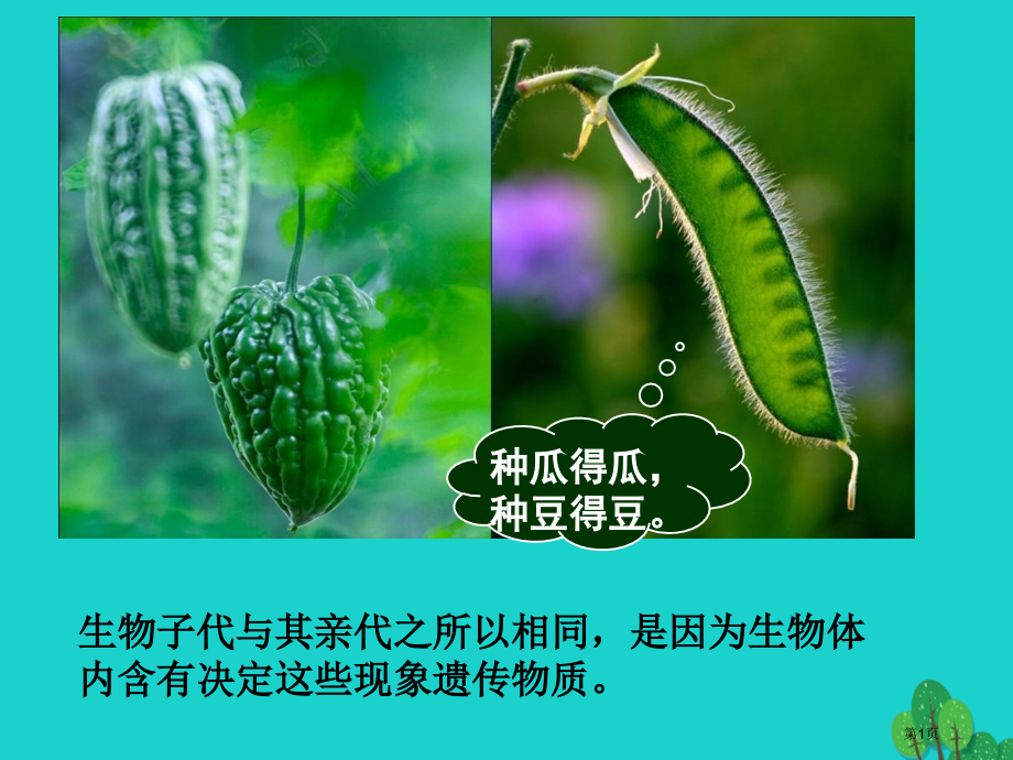 八年级生物上册遗传的物质基础遗传的物质基础课程导入省公开课一等奖百校联赛赛课微课获奖PPT课件.pptx_第1页
