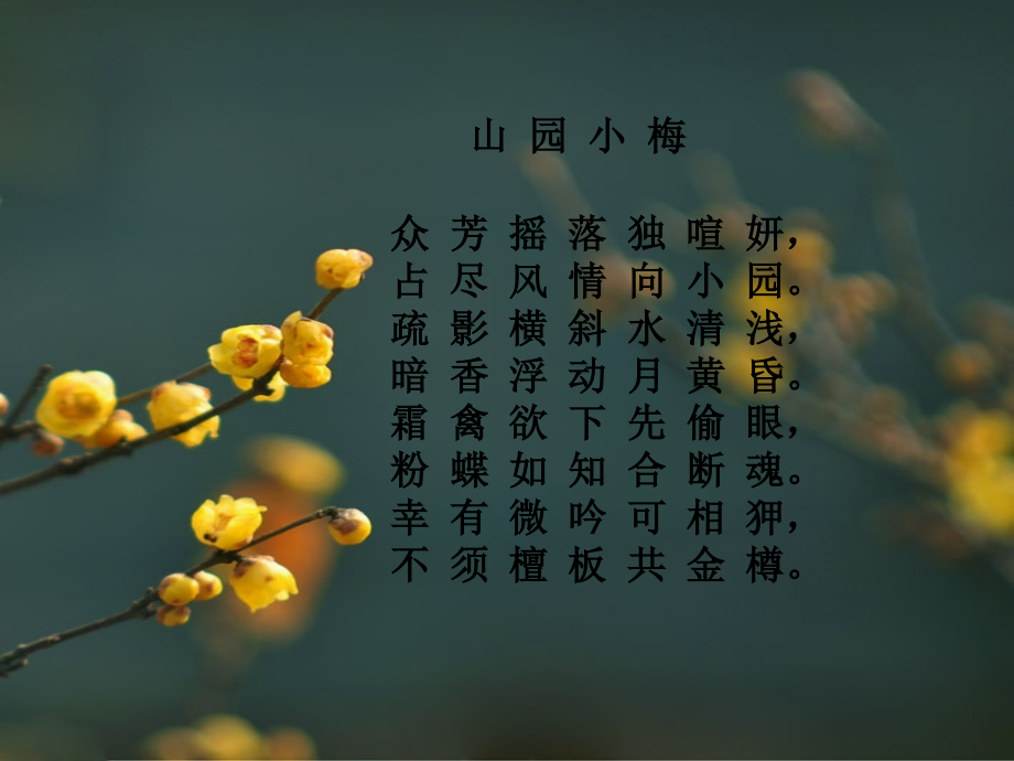 山园小梅-林.ppt_第1页