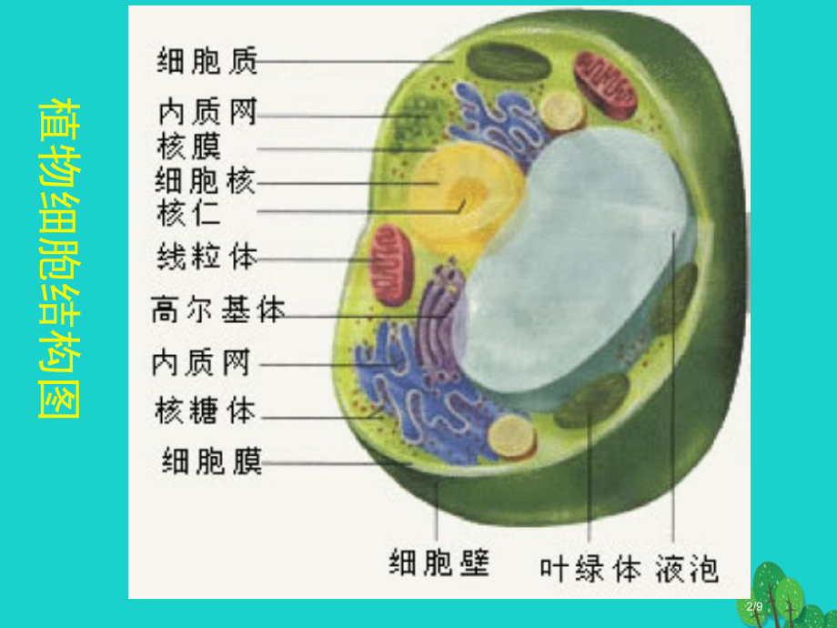 七年级生物上册第二单元第三章第1节细胞的基本结构和功能4全国公开课一等奖百校联赛微课赛课特等奖PPT.pptx_第2页