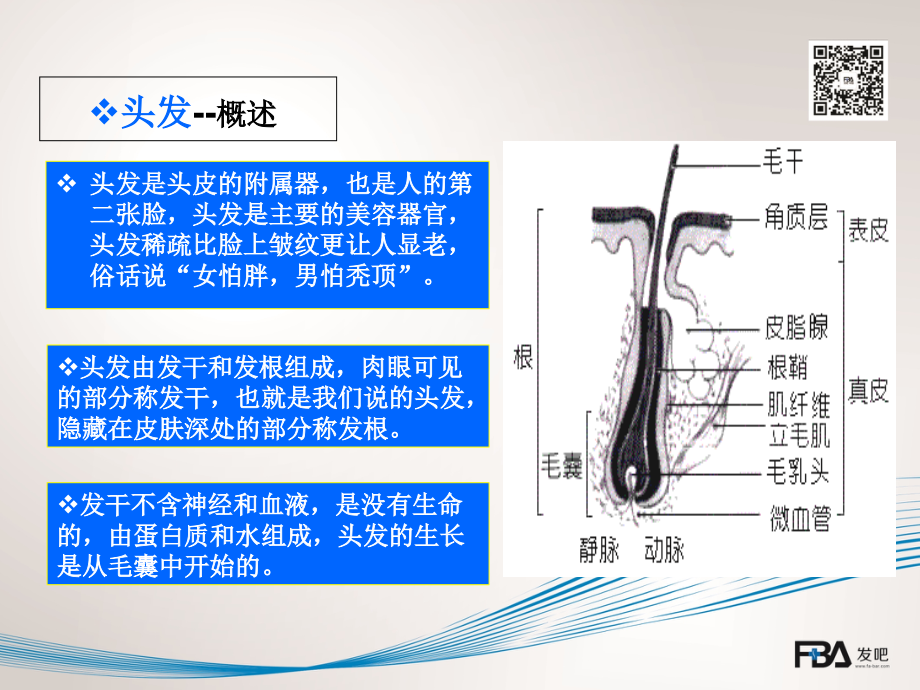 发吧头皮毛发基础知识.ppt_第2页