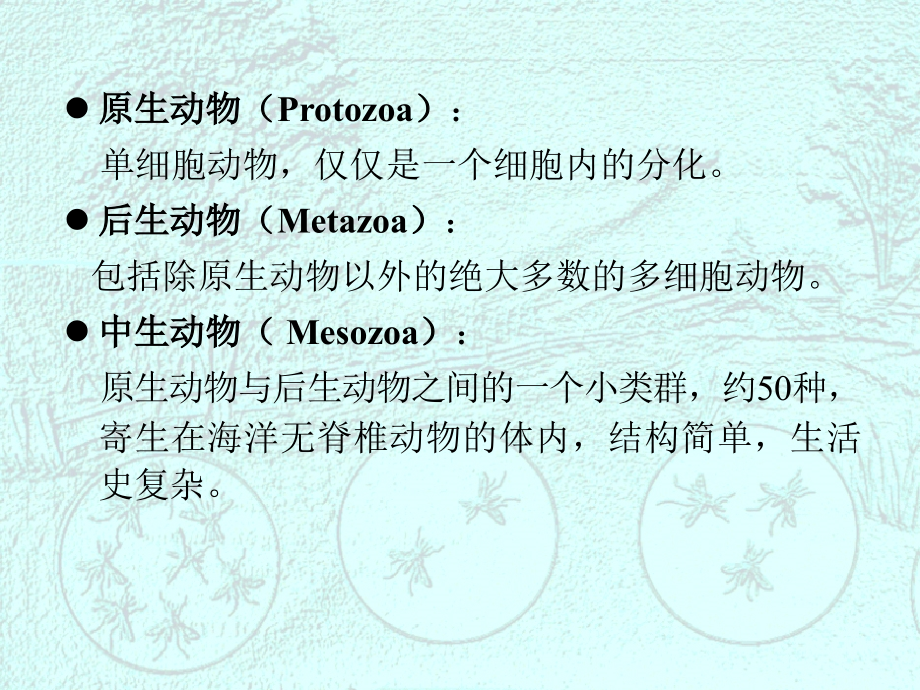 多细胞动物的起源-讲课.ppt_第1页