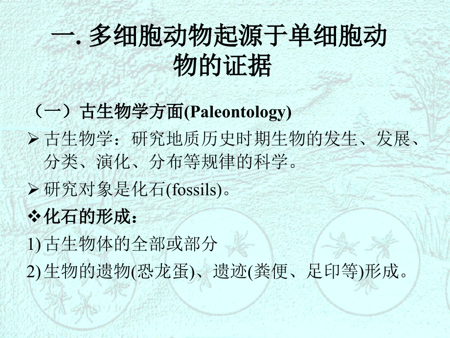 多细胞动物的起源-讲课.ppt_第2页