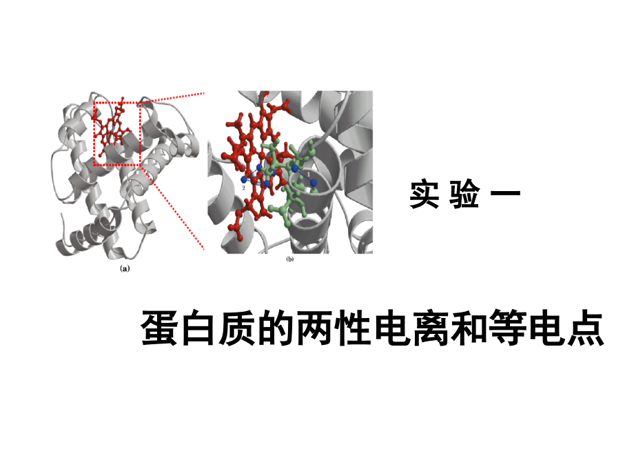 实验1：蛋白质的两性电离和等电点.ppt_第1页