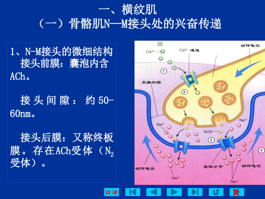 生理学第二章--第4节.ppt_第1页