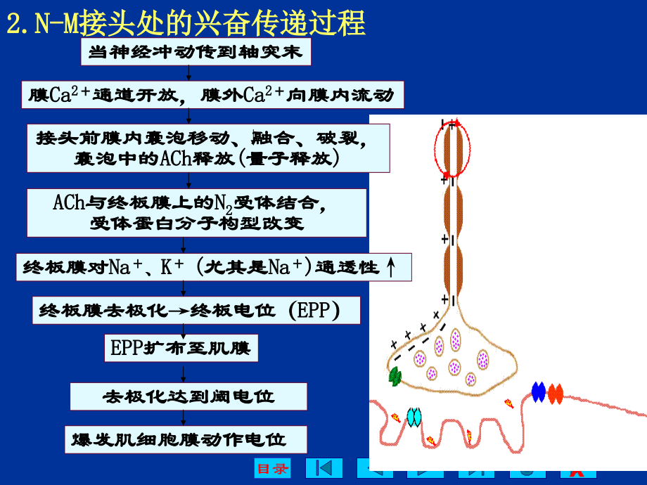 生理学第二章--第4节.ppt_第2页