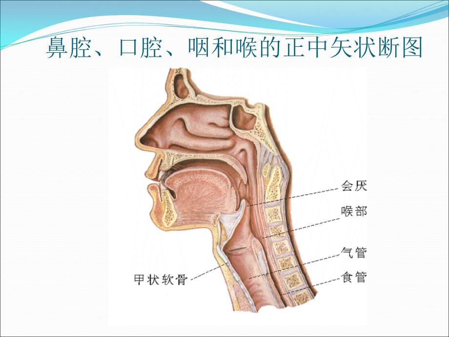 噎食的急救(新).ppt_第2页