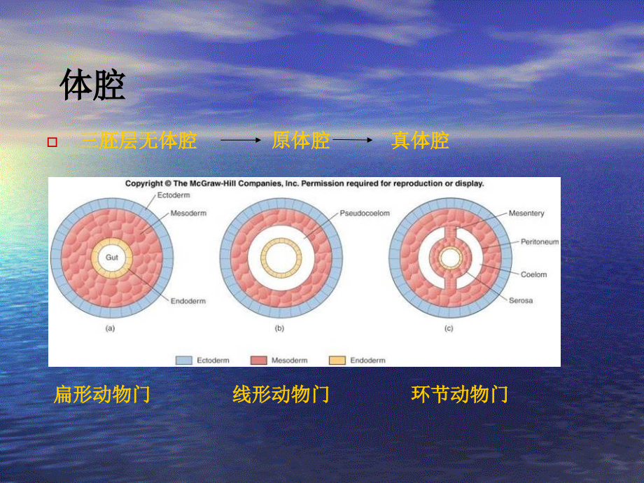原体腔动物.ppt_第1页