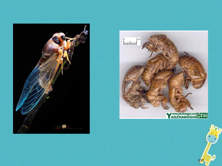 七年级生物上册1.1.1生物的特征省公开课一等奖新名师优质课获奖PPT课件.pptx_第2页