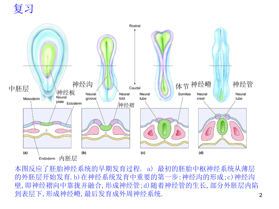 神经元的分化.ppt_第2页