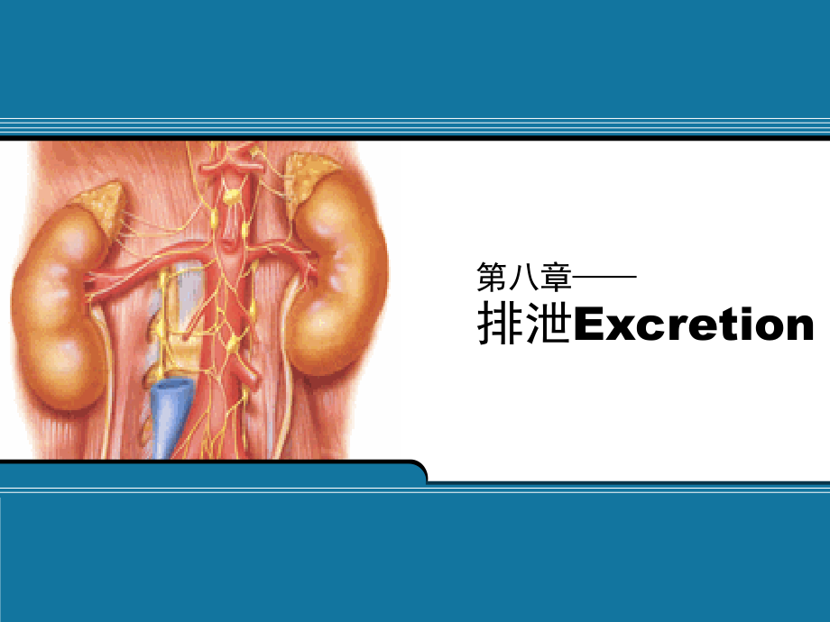 第8章-排泄.ppt_第1页