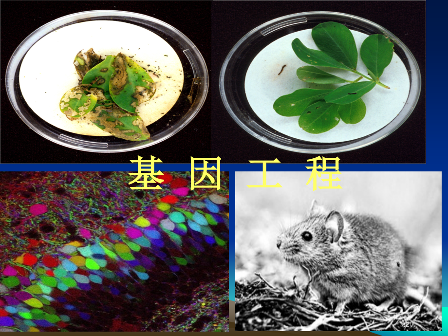 现代生物科技专题复习11省公开课一等奖全国示范课微课金奖PPT课件.pptx_第2页
