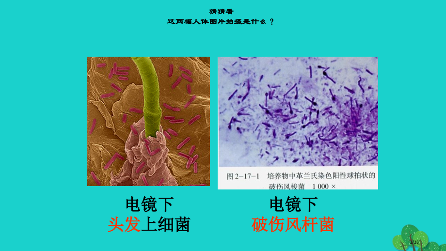 八年级生物上册5.4.2细菌省公开课一等奖新名师优质课获奖PPT课件.pptx_第1页