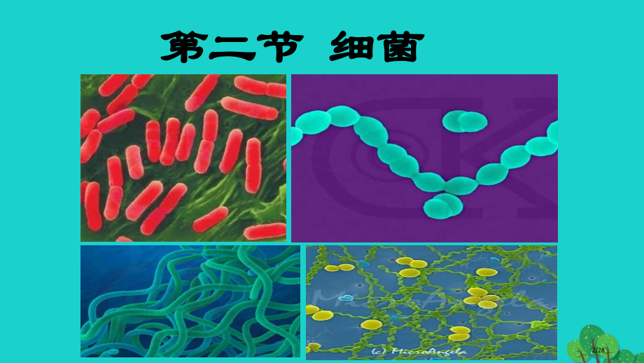 八年级生物上册5.4.2细菌省公开课一等奖新名师优质课获奖PPT课件.pptx_第2页