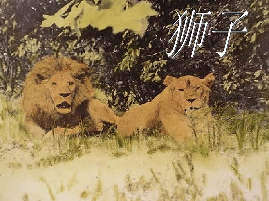 人教版三上28《狮子和鹿》.ppt_第1页