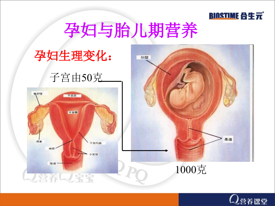 孕妇健康与营养.ppt_第2页