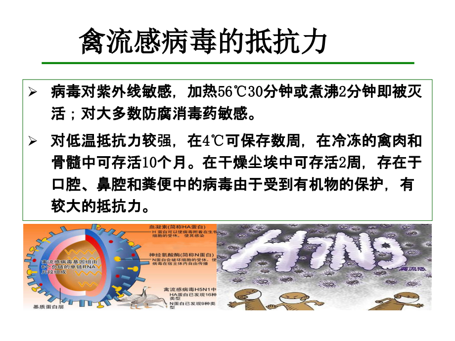 禽流感预防常识.ppt_第2页