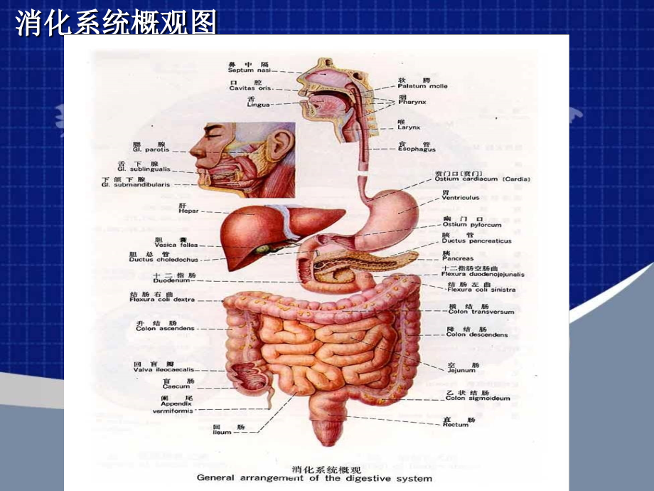 夏季常见病预防.ppt_第2页