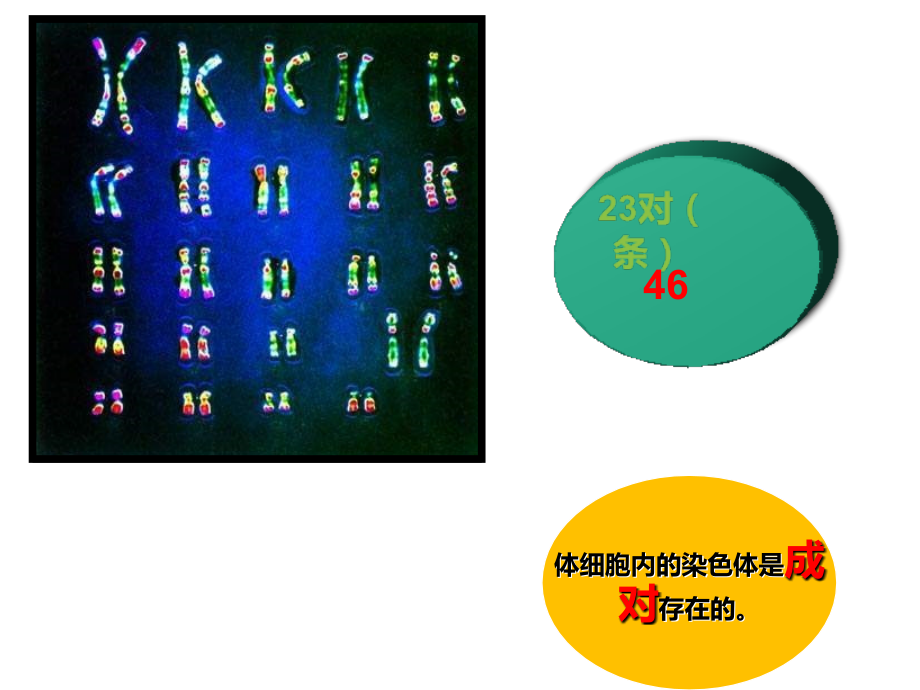 基因在亲子代间的传递课件.ppt_第2页