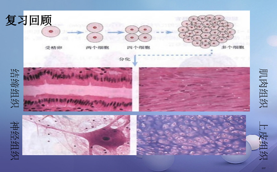 七年级生物上册2.4.2生物体的器官系统省公开课一等奖新名师优质课获奖PPT课件.pptx_第2页
