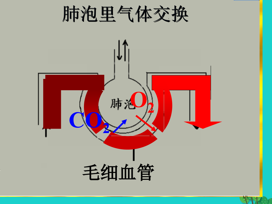 七年级生物下册第二单元第二章第二节呼吸的过程肺泡里的气体交换全国公开课一等奖百校联赛微课赛课特等奖P.pptx_第1页