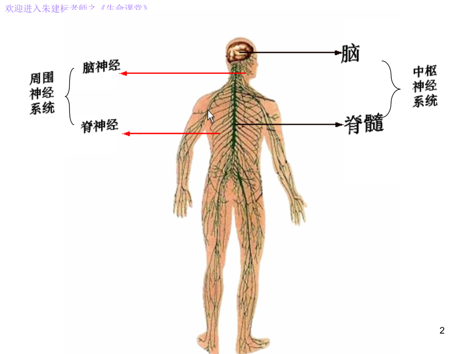 人教版必修3课件-2.1通过神经系统的调节(共41张PPT).ppt_第2页