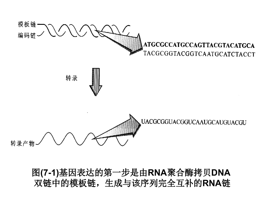 基因表达调控(上).ppt_第2页