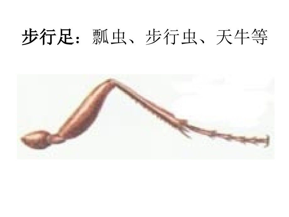 昆虫足的结构及类型.ppt_第2页
