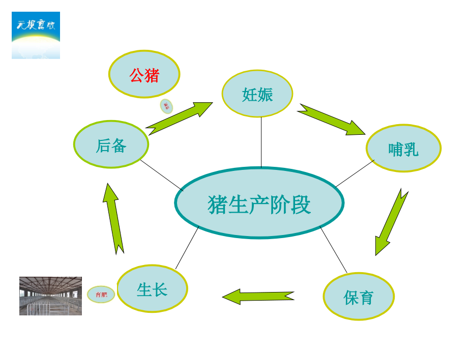 外二杂母猪饲养管理.ppt_第2页