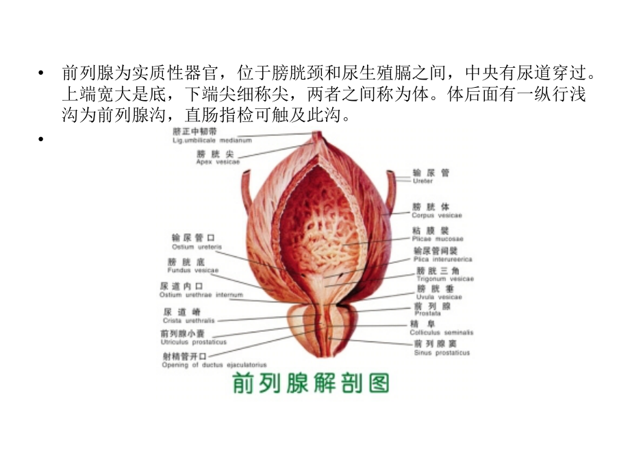 前列腺病人护理.ppt_第1页