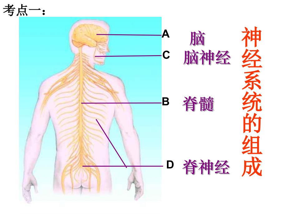 中考生物复习课件：人体生命活动的调节李玉春(共50张PPT)1.ppt_第1页