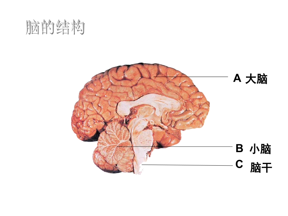 中考生物复习课件：人体生命活动的调节李玉春(共50张PPT)1.ppt_第2页