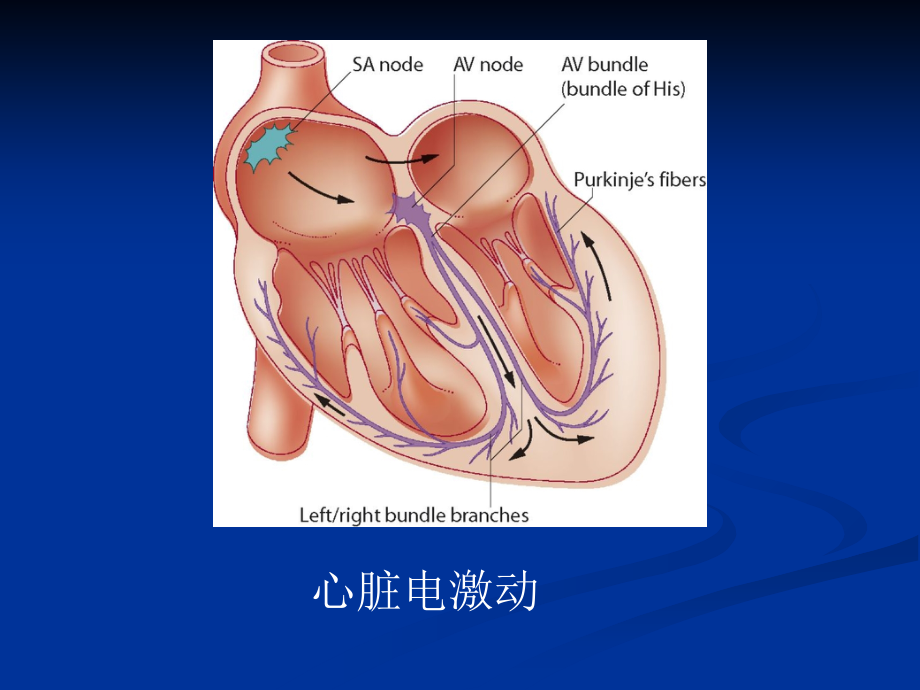 心电图产生的原理与正常心电图.ppt_第2页
