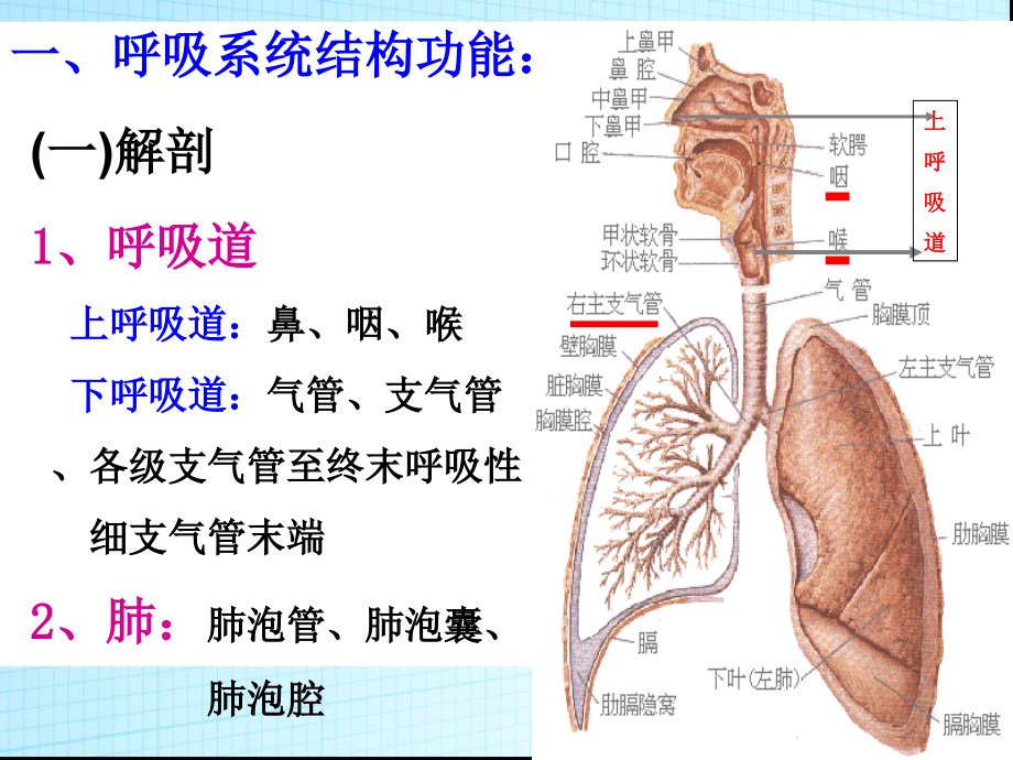 呼吸系统护理常规.ppt_第2页