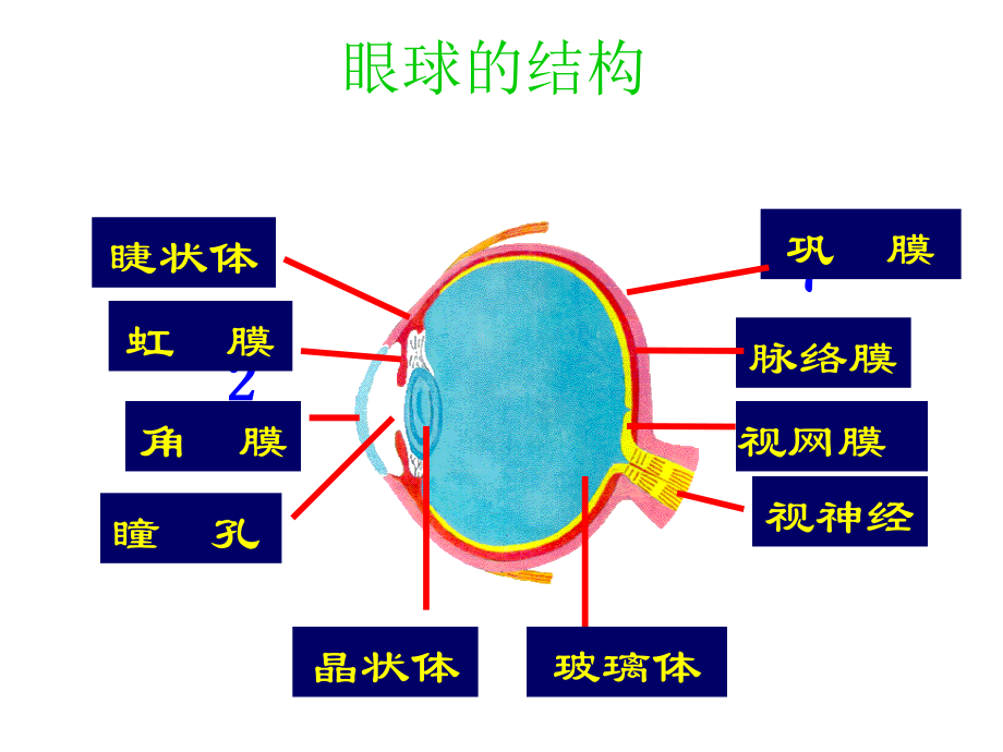 瞳孔-演示文稿.ppt_第2页