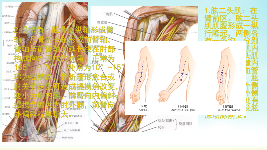 局部解剖学-第三章-上肢前侧.pptx_第2页