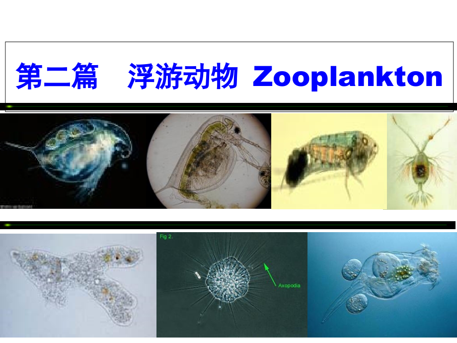 水生生物学桡足类.ppt_第1页
