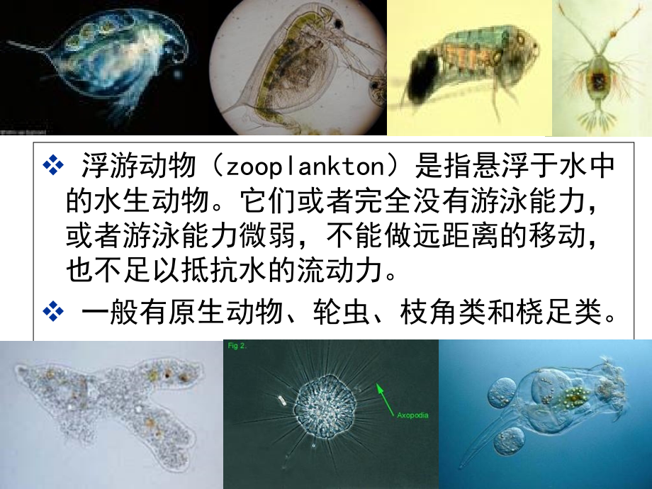 水生生物学桡足类.ppt_第2页